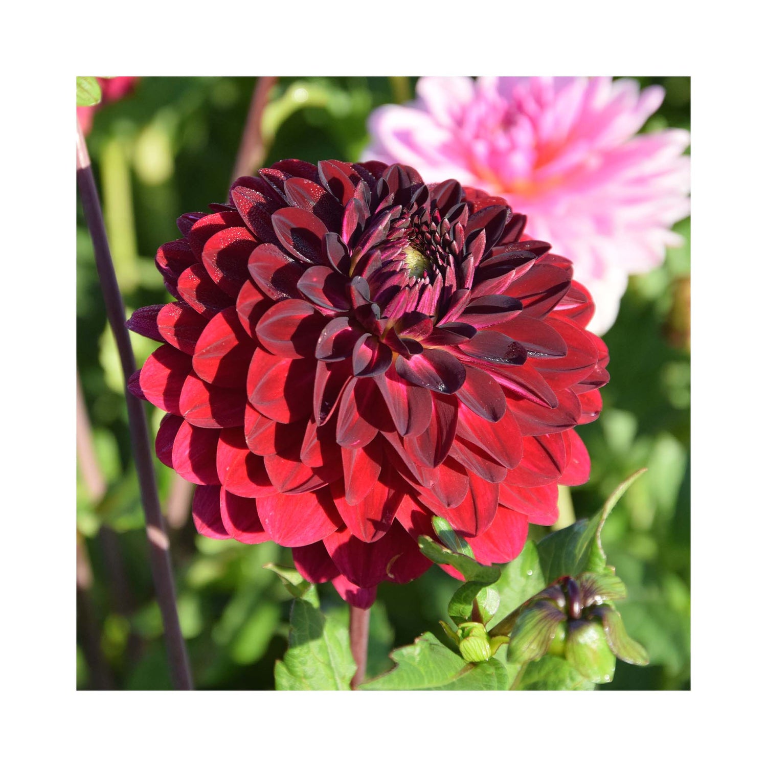 Uniform double bloom of Dahlia velvety burgundy in colour