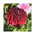 Uniform double bloom of Dahlia velvety burgundy in colour