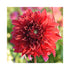 Large dinnerplate sized flowers of Dahlia deep orange in colour