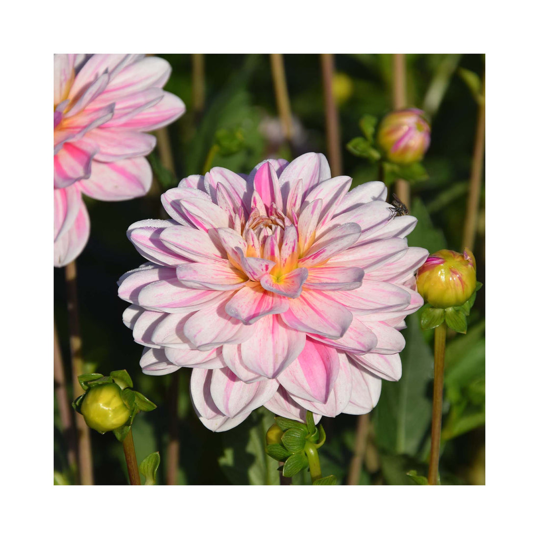 Multi tone Dahlia blooms light pink and purple