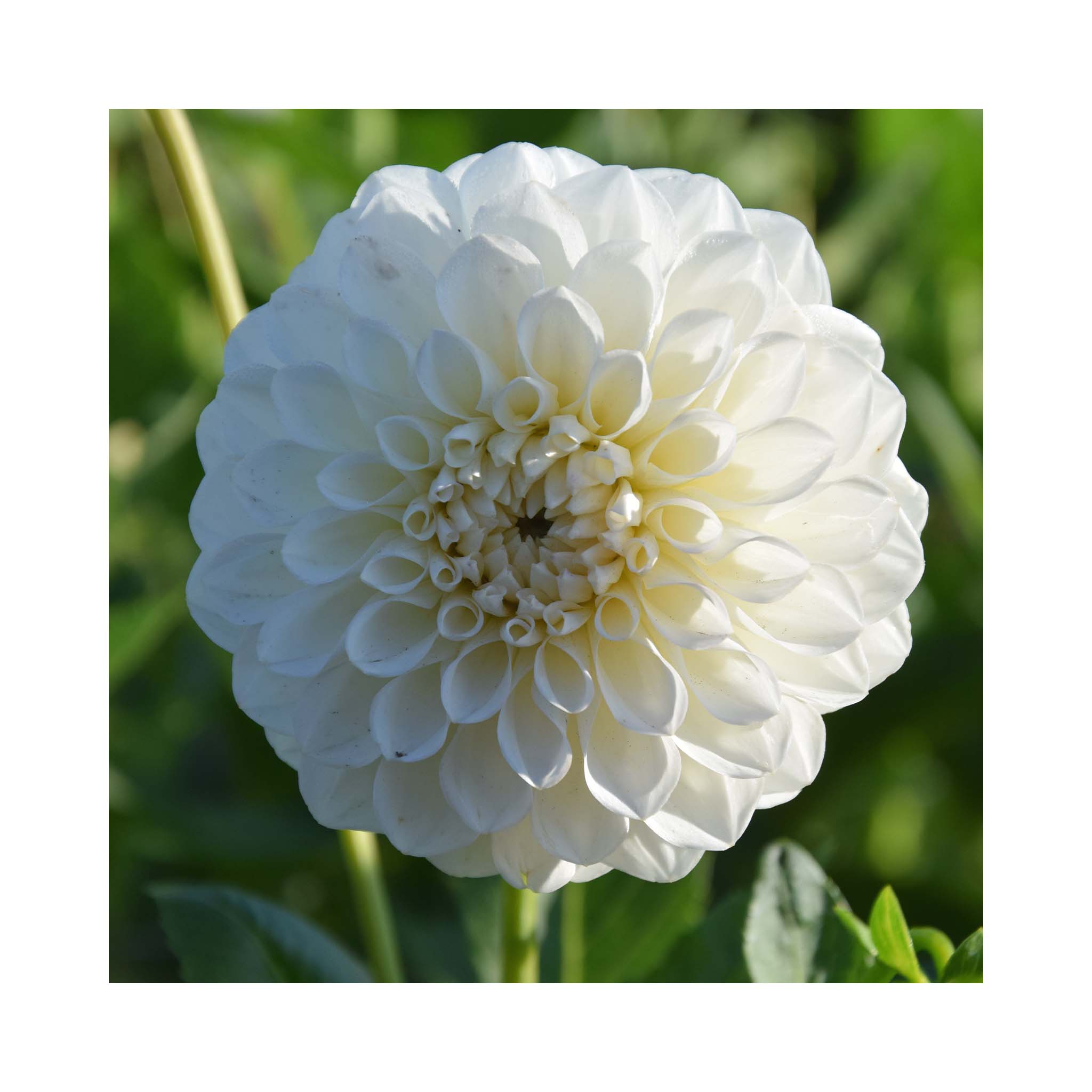 Uniform pure white Dahlia flowers from Ball group