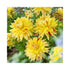 Large yellow Dahlia flowers with splashes of royal red on the petals