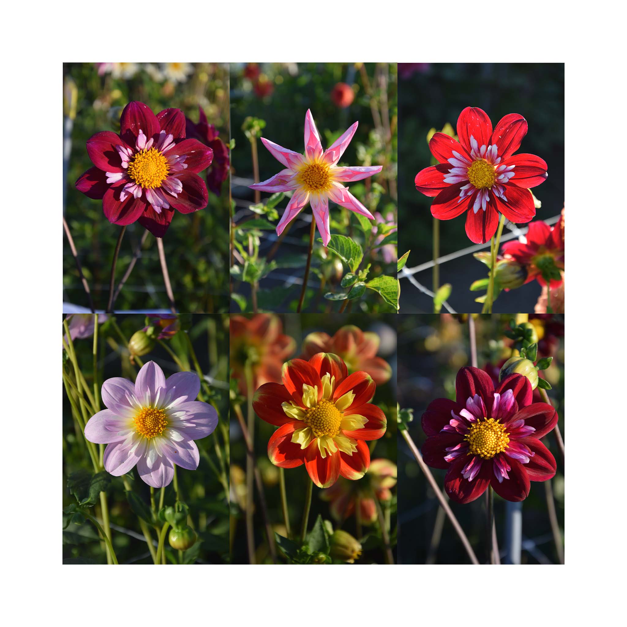 Dahlia Collarette Collection BuyPlants co uk Dahlia Collarette Collection BuyPlants co uk