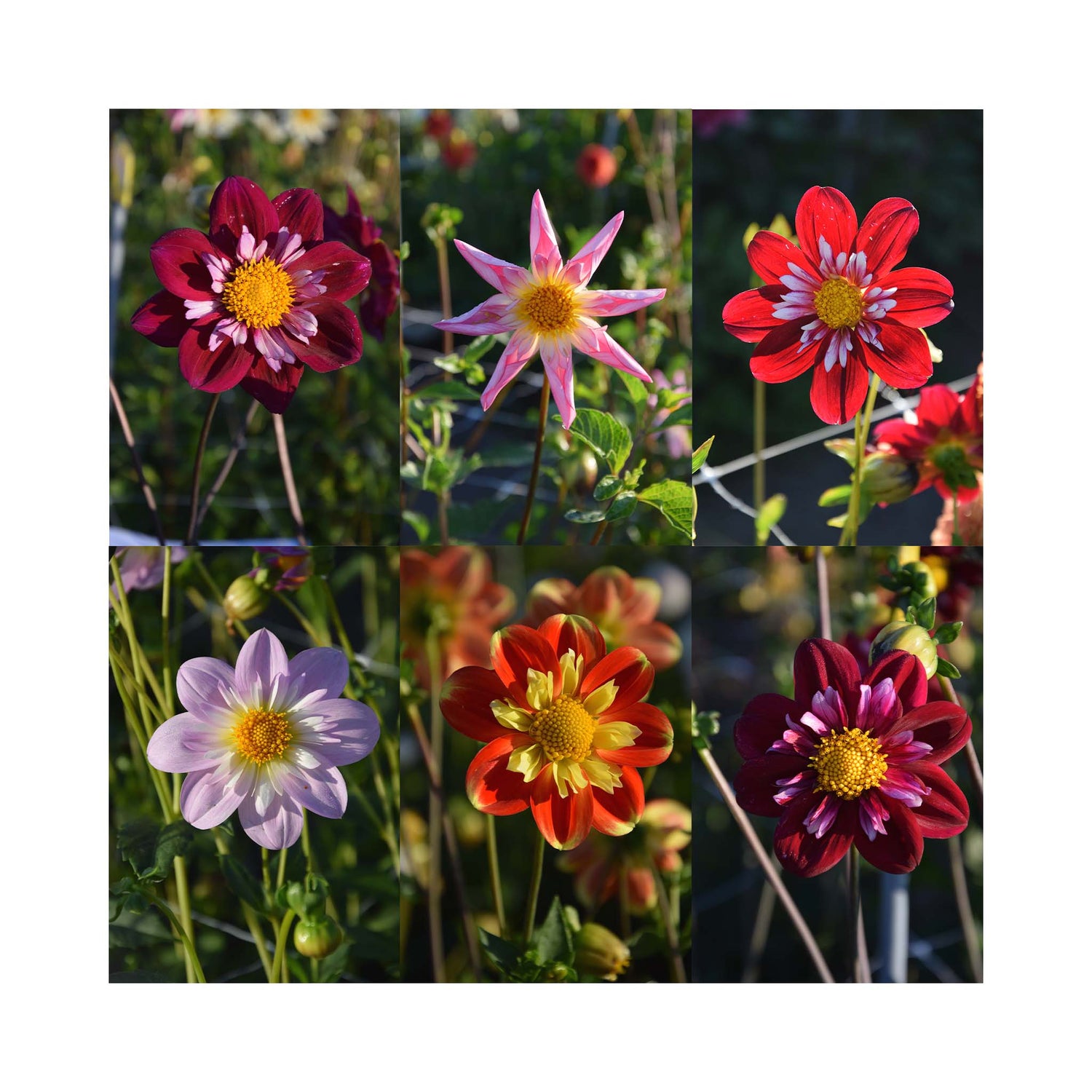 Collection of different Collarette group Dahlia flowers