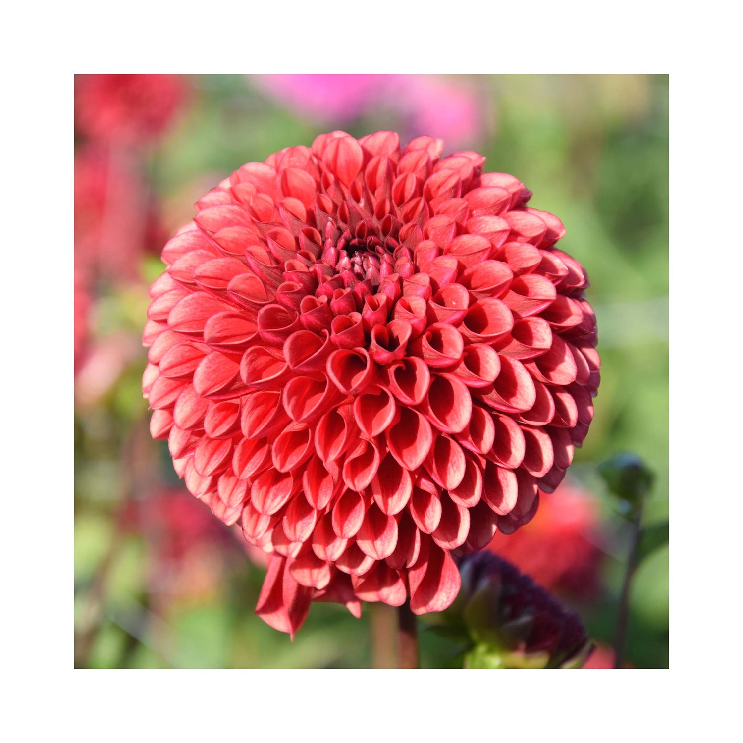 Copper red ball shaped Dahlia flower