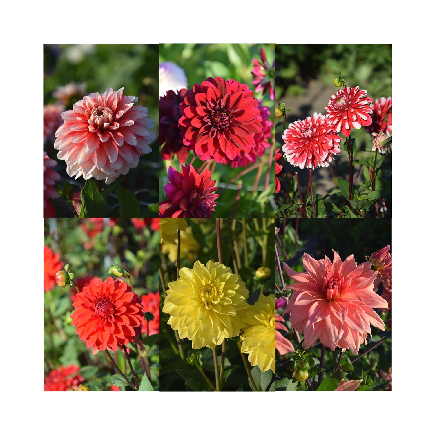 6 different colour flowers of dahlia from decorative group