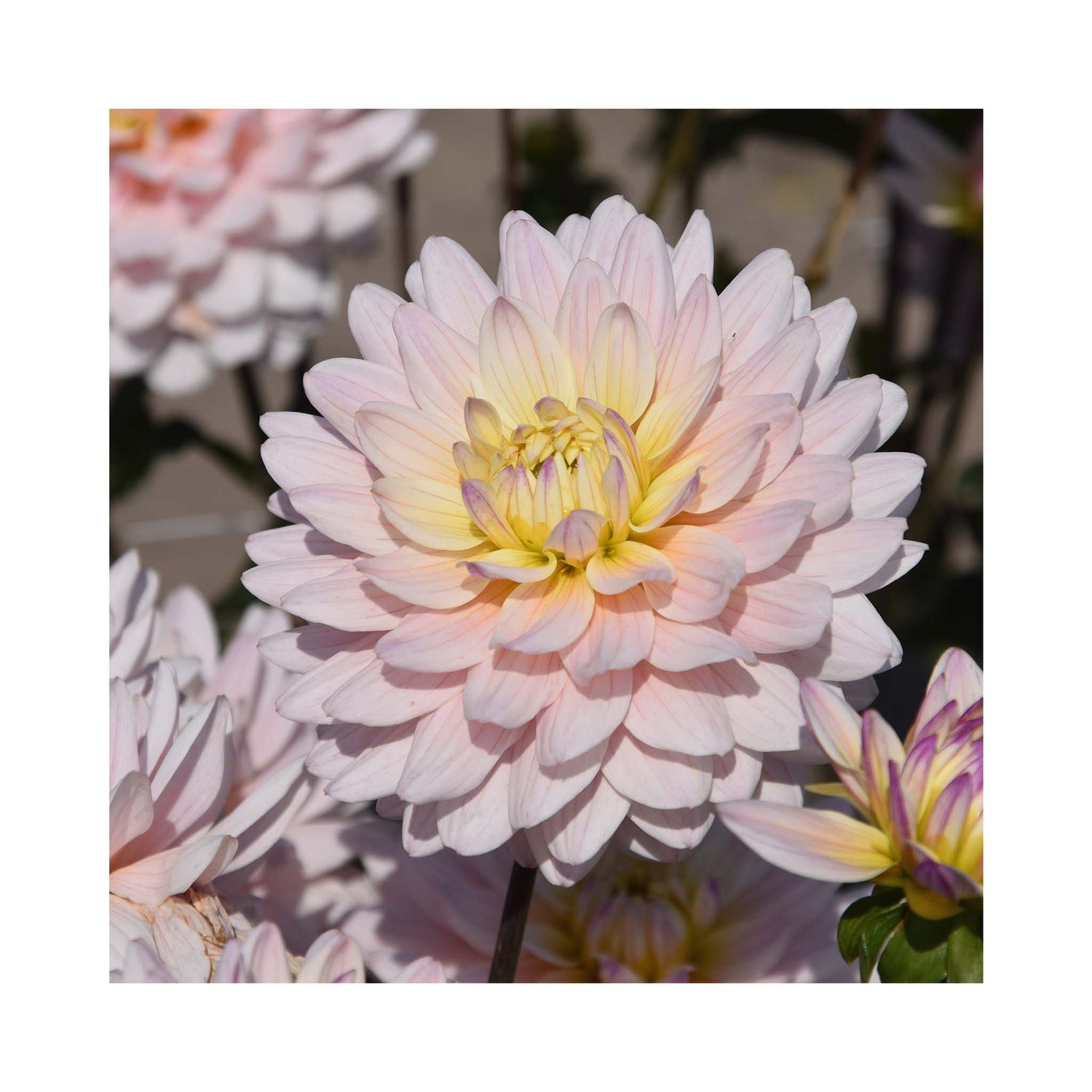 Pale pink flowers with a yellow centre on Decorative Dahlia