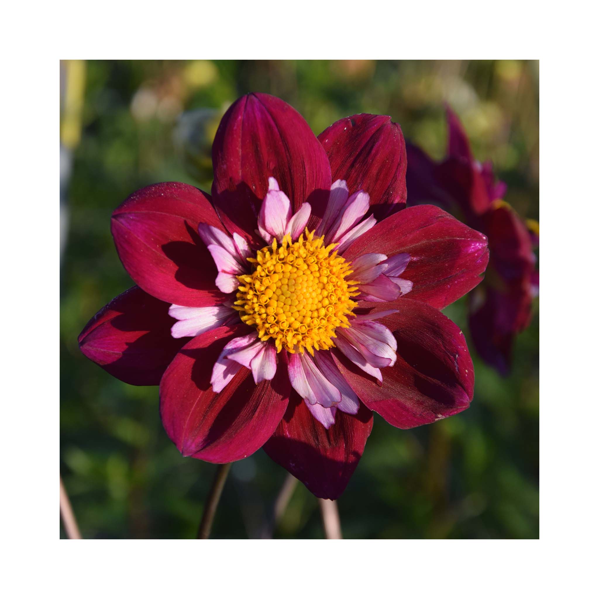 Deep burgundy blooms with lighter inner petals and yellow centre on Dahlia.