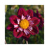 Deep burgundy blooms with lighter inner petals and yellow centre on Dahlia.