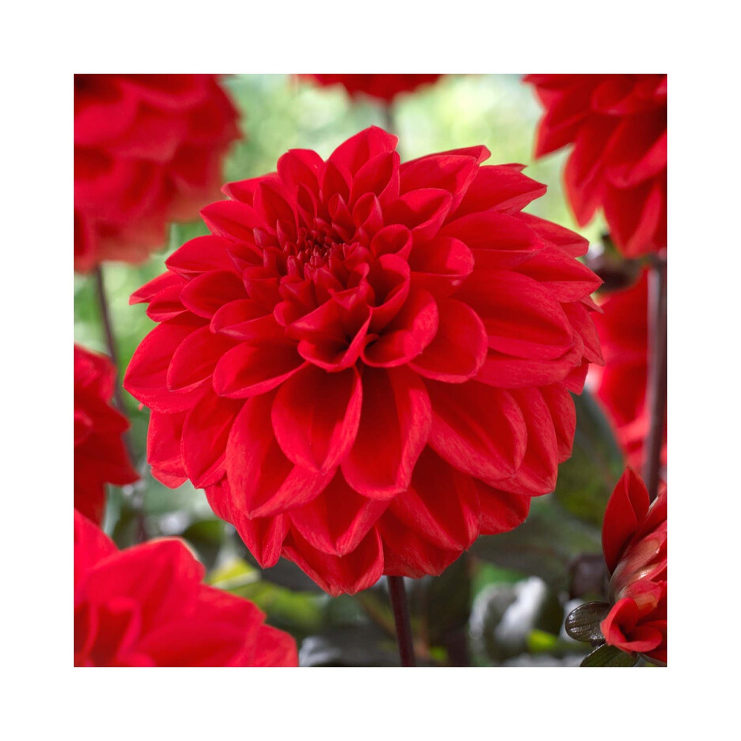 Bright red flowers of double Dahlia