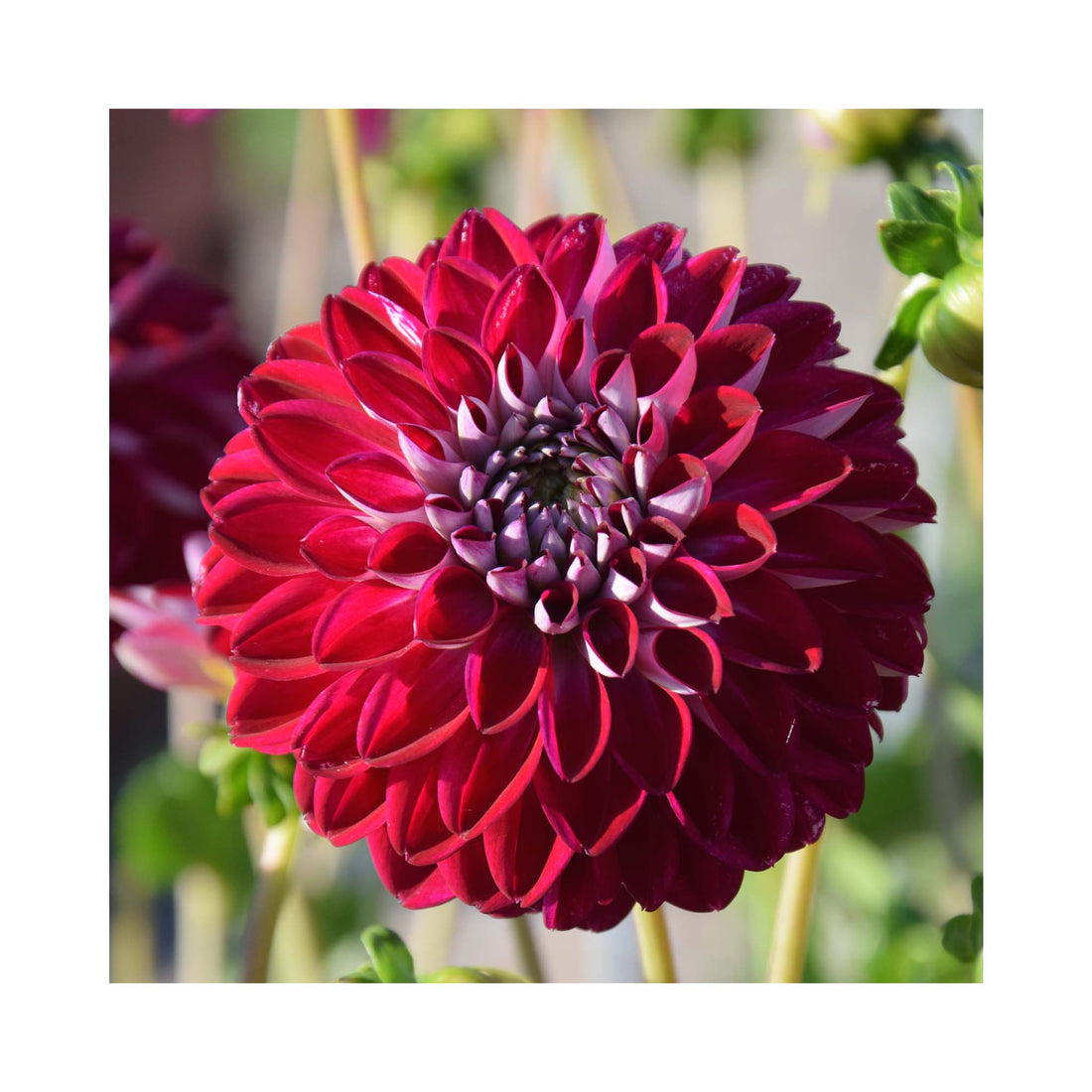 Regal purple double flower of a Dahlia