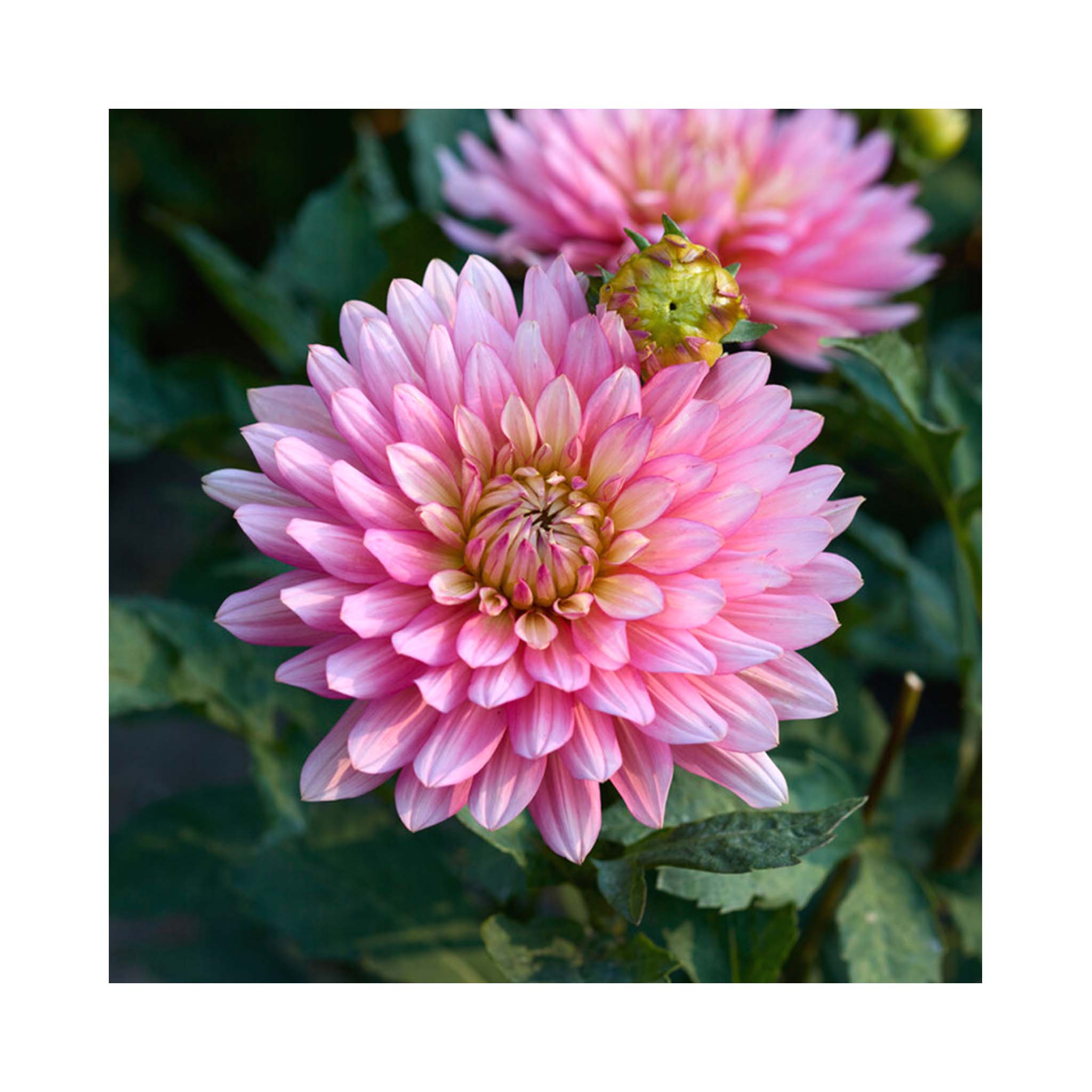 Pink flowers with tinges of white on decorative Dahlia