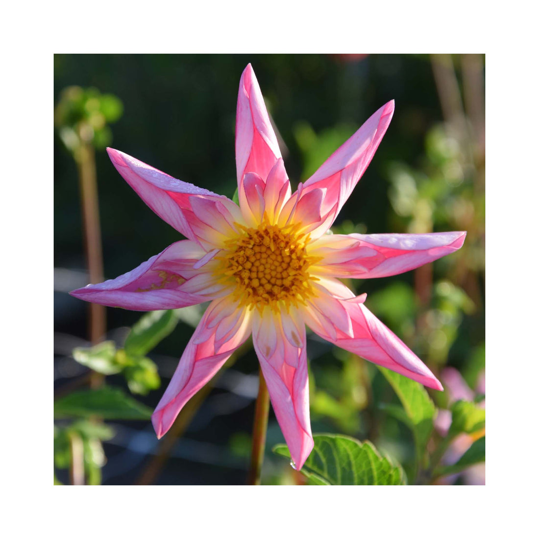 Unusual Dahlia star shaped flower pale pink petals