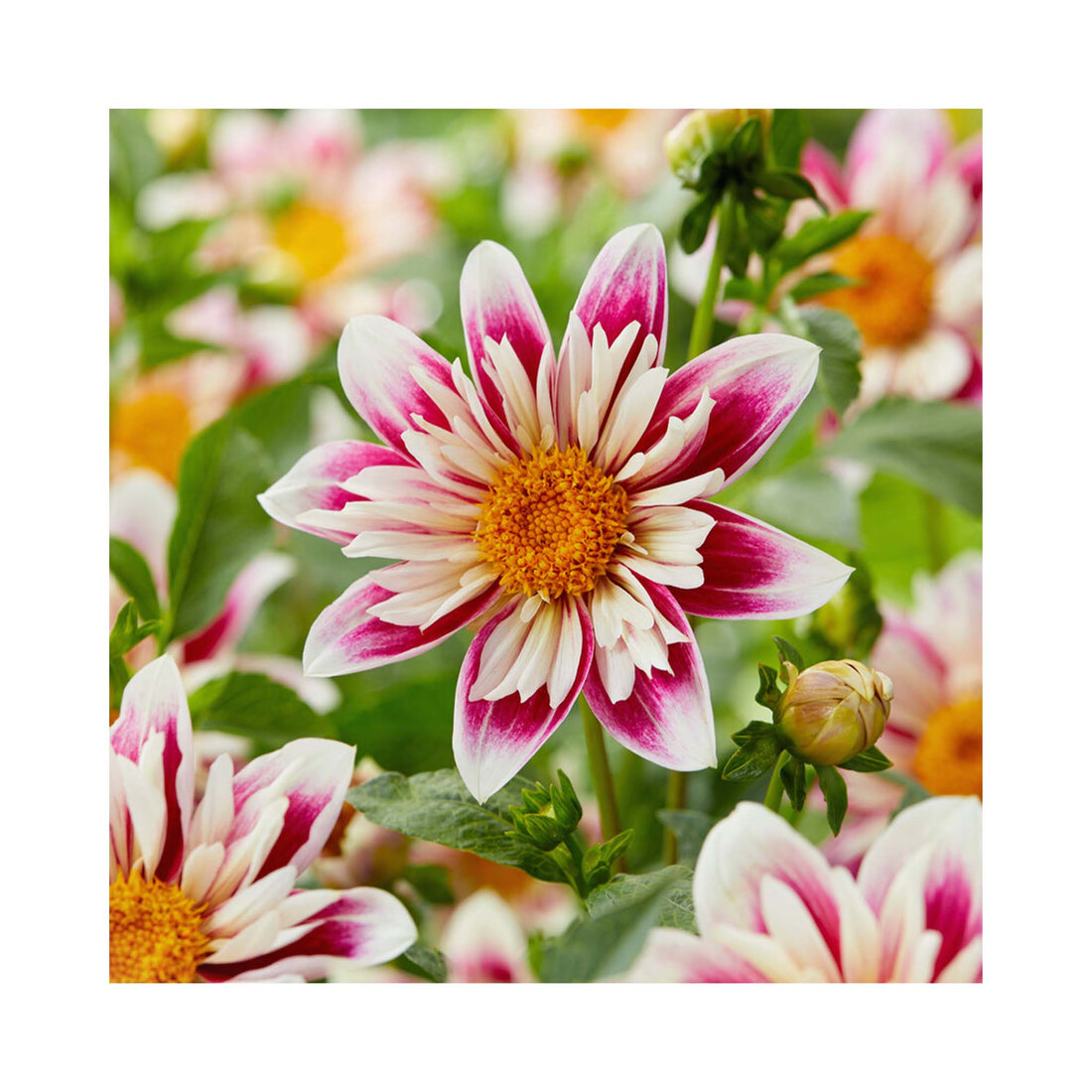 Striking Dahlia flower with white petals that have a purple inner. 