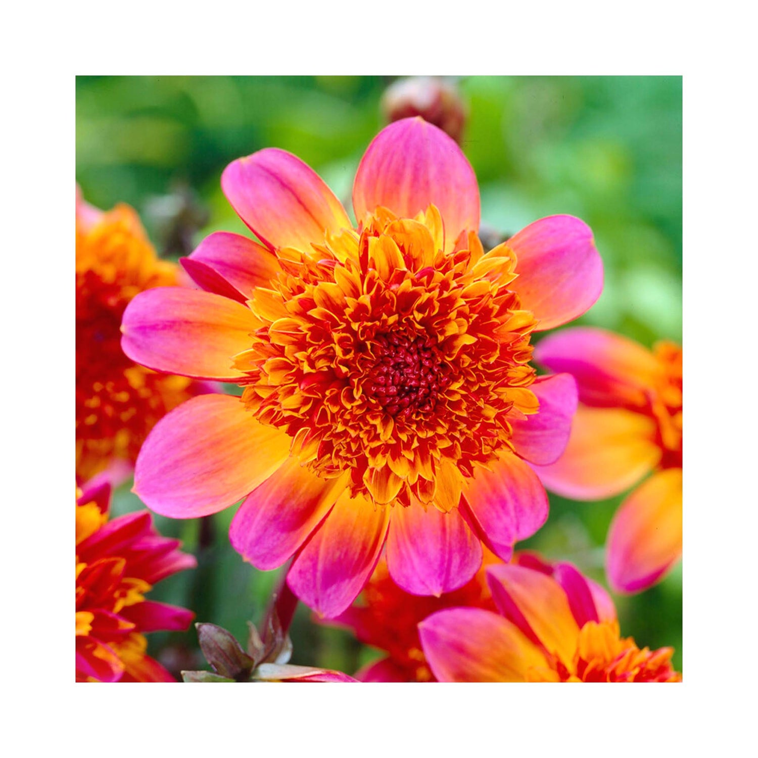 Vibrant pink, orange and red flowers of anemone Dahlia