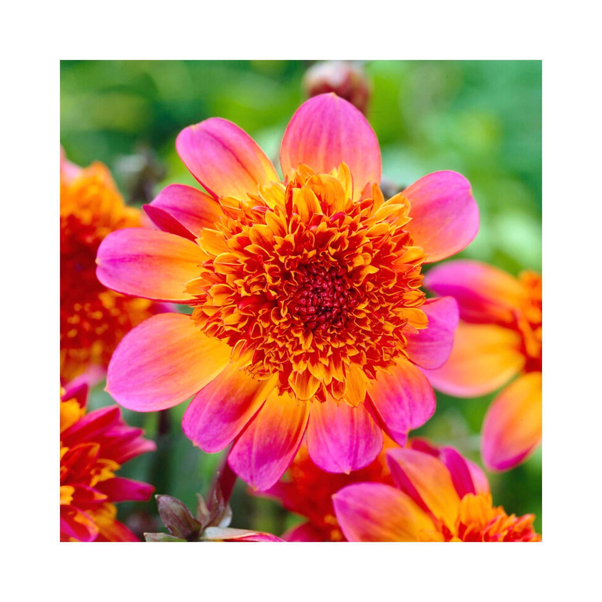 Vibrant pink, orange and red flowers of anemone Dahlia