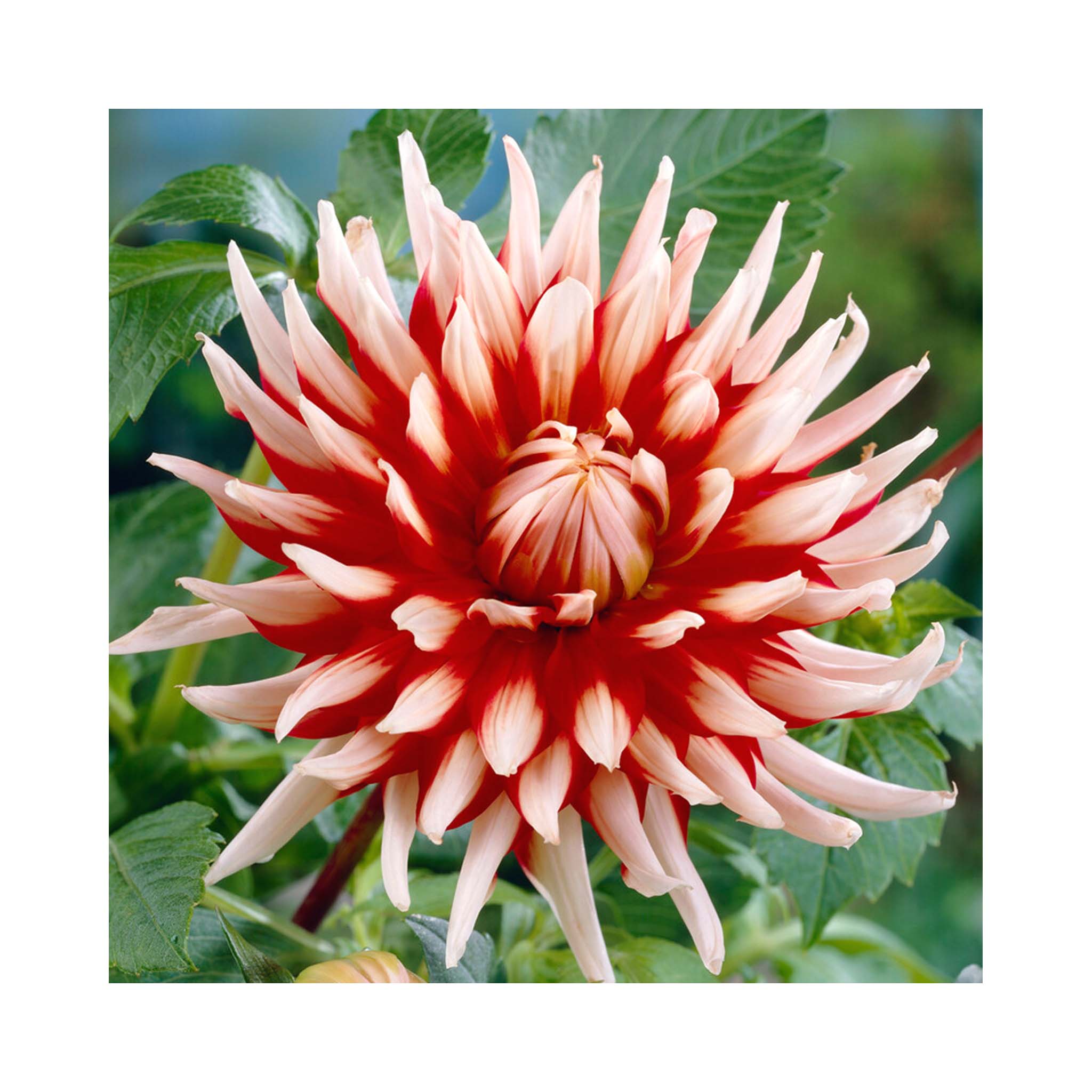 Cactus flowering Dahlia with red petals with white tips