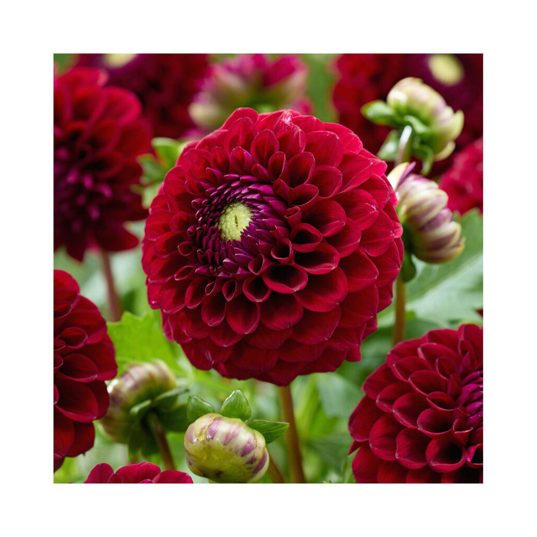 Deep maroon Ball Dahlia with tight double flowers