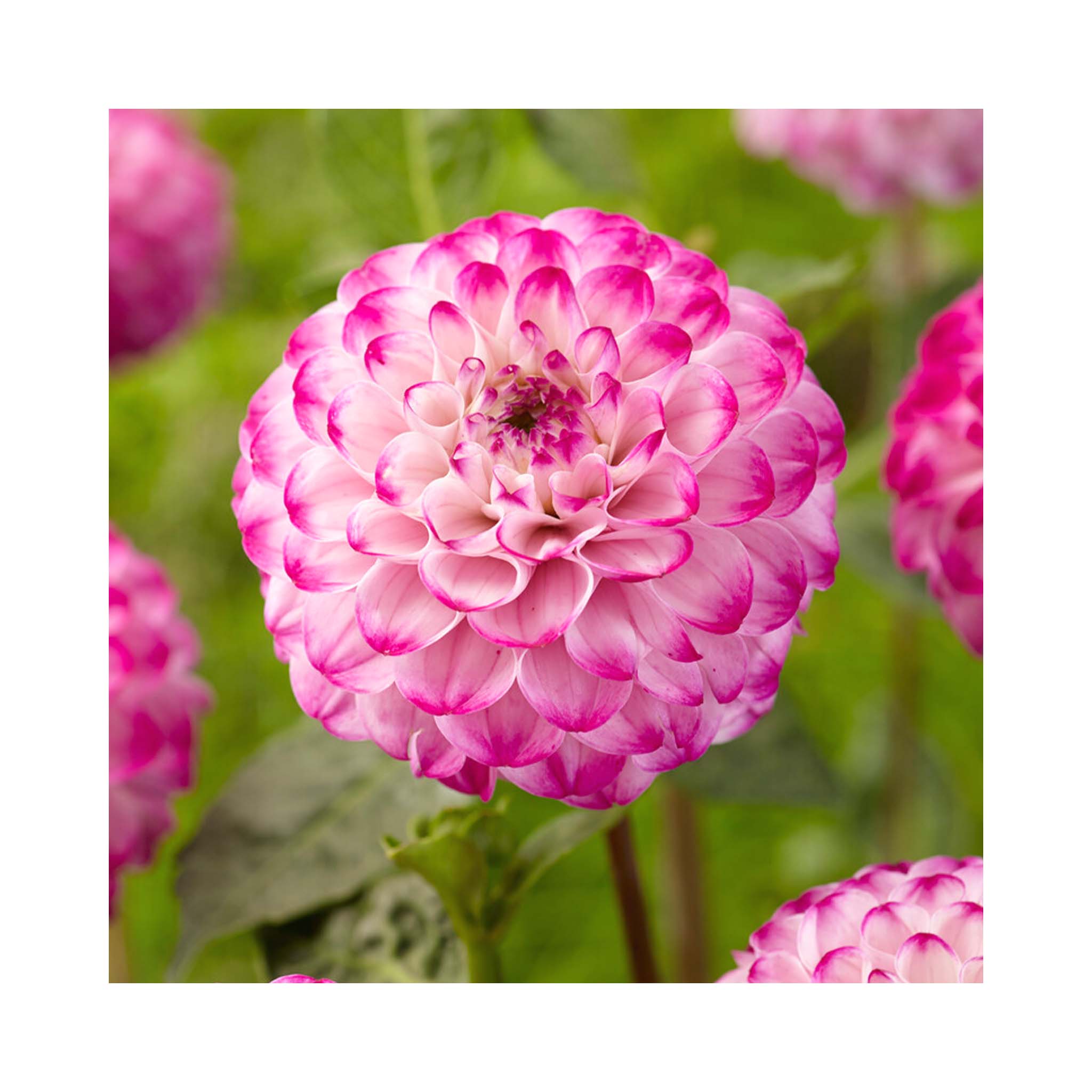 Vibrant lilac and white ball shaped blooms of Dahlia flower