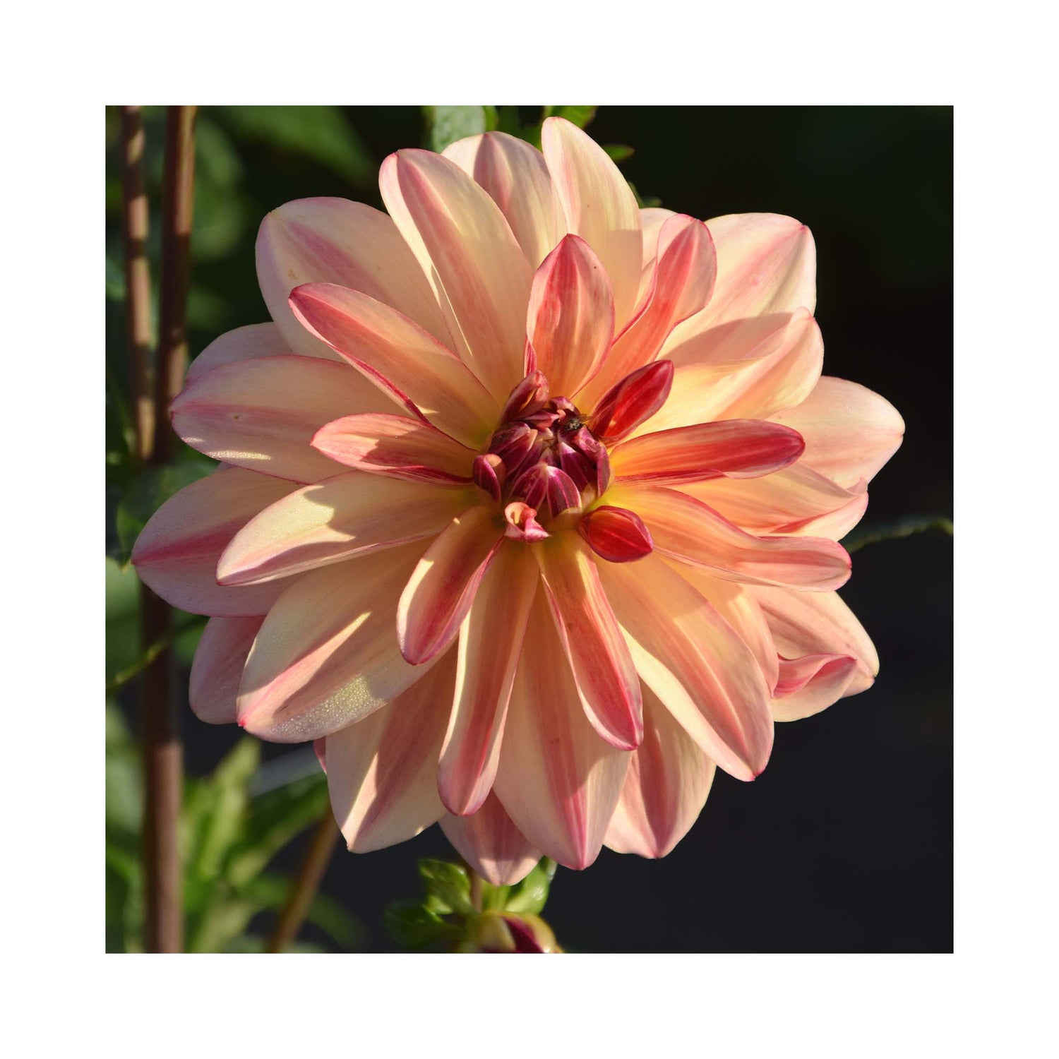 Peach Dahlia flower with tinges of red