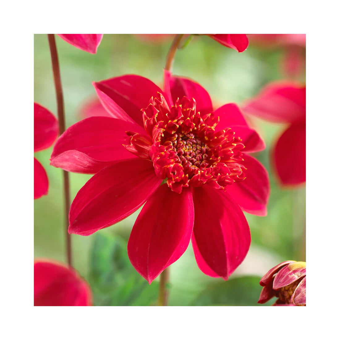 Ruby red bloom of anemone Dahlia