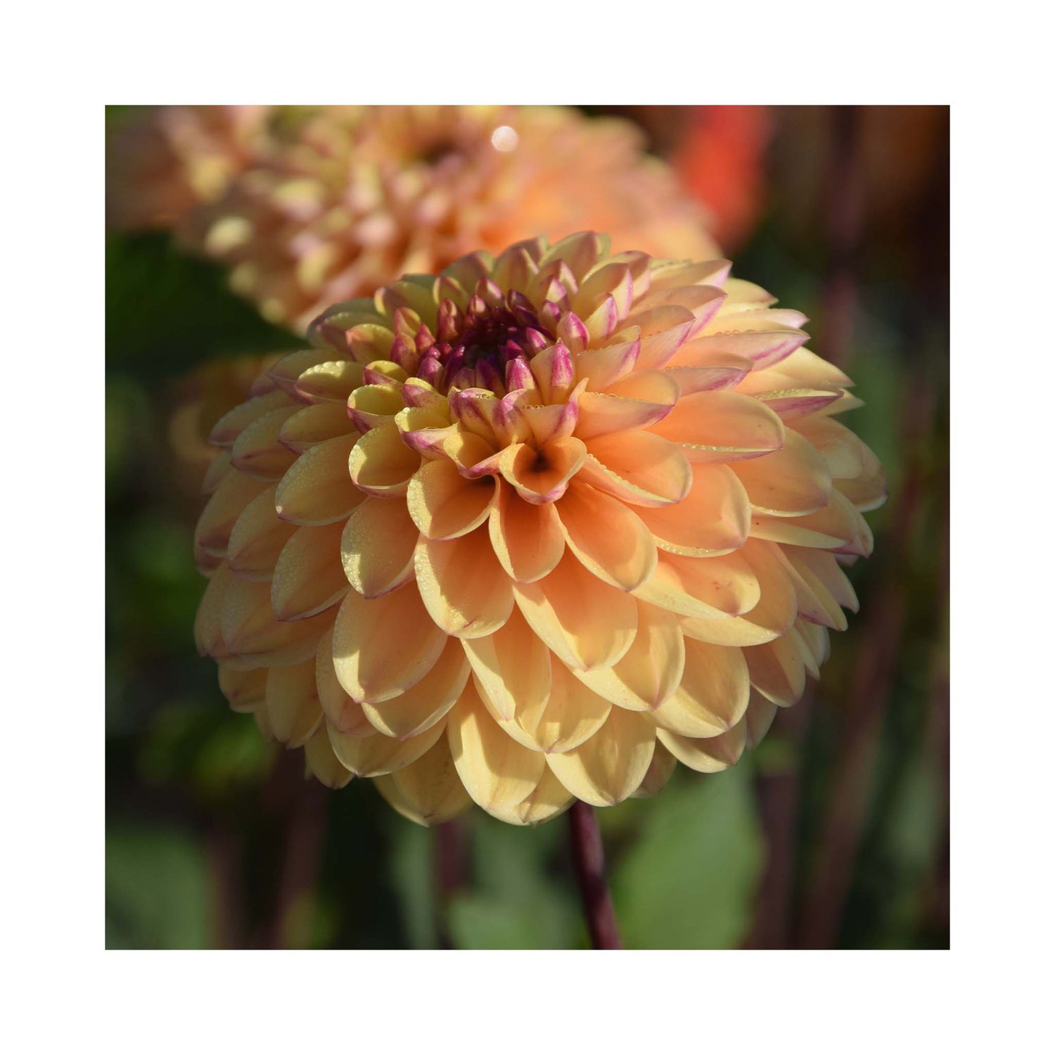 Peachy yellow ball Dahlia flower