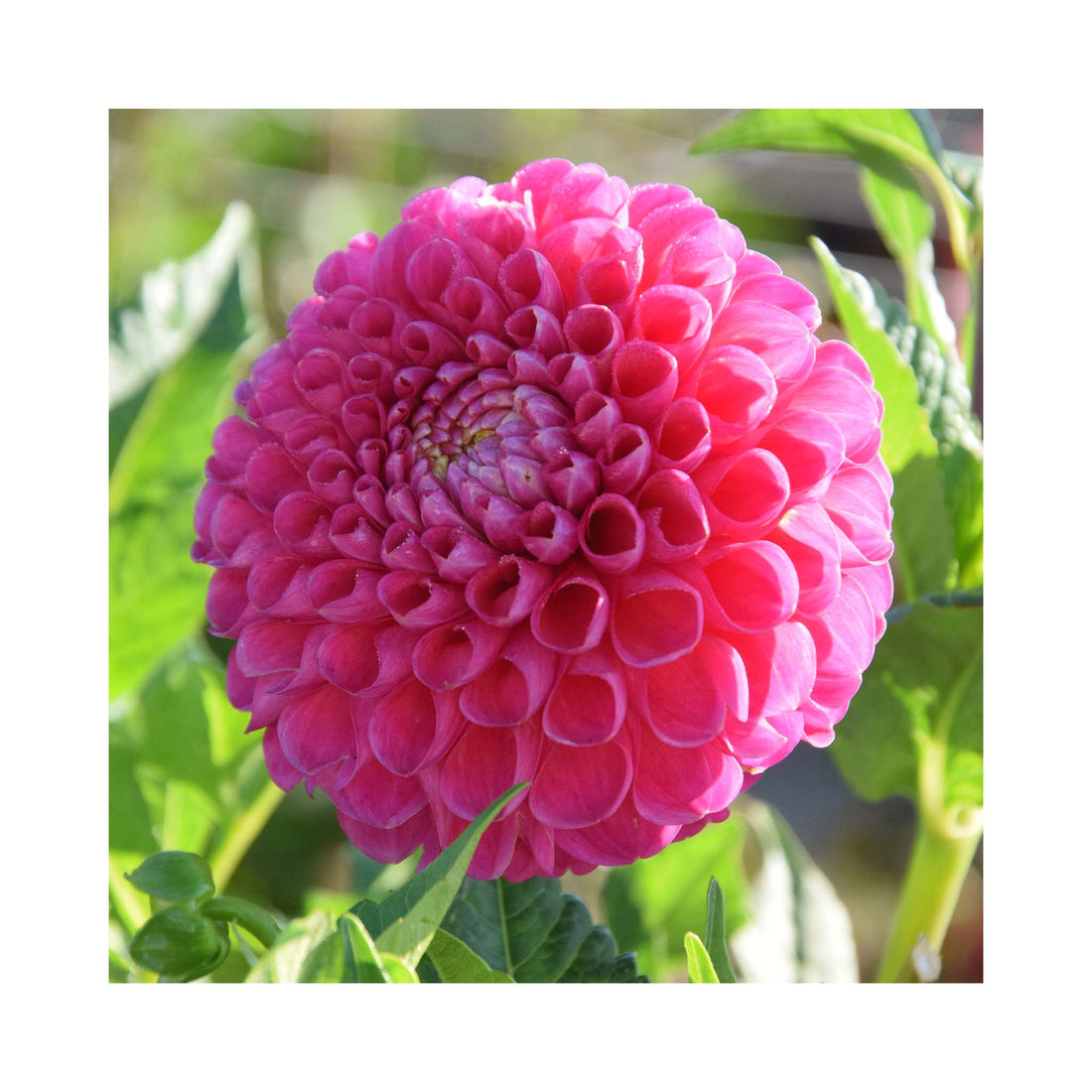 Pink double flowers of Ball group Dahlia