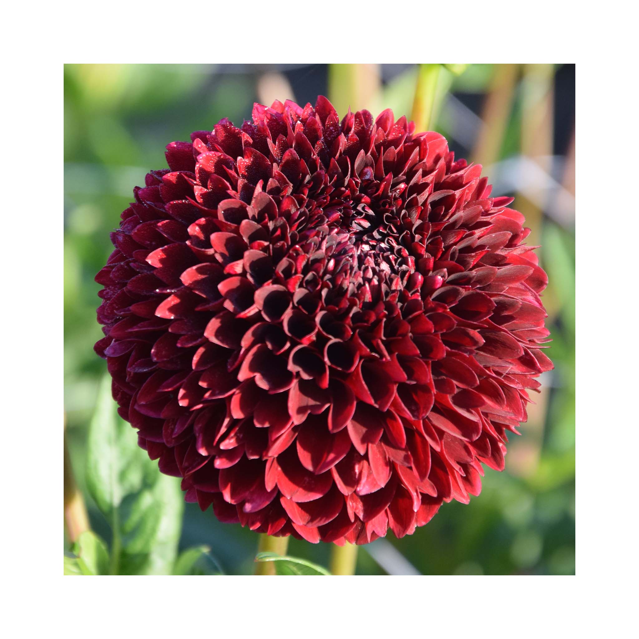 Deep burgundy ball Dahlia bloom with double flowers