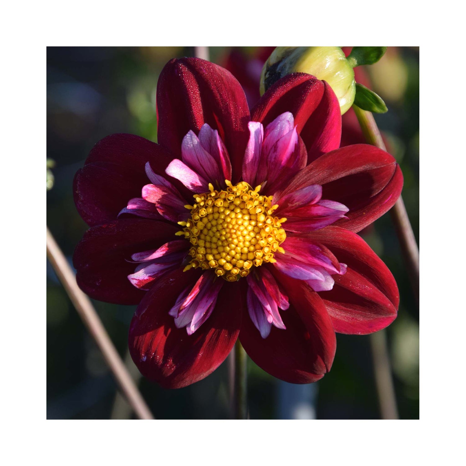 Deep velvet purple Collarette Dahlia flower with pink inner petals.