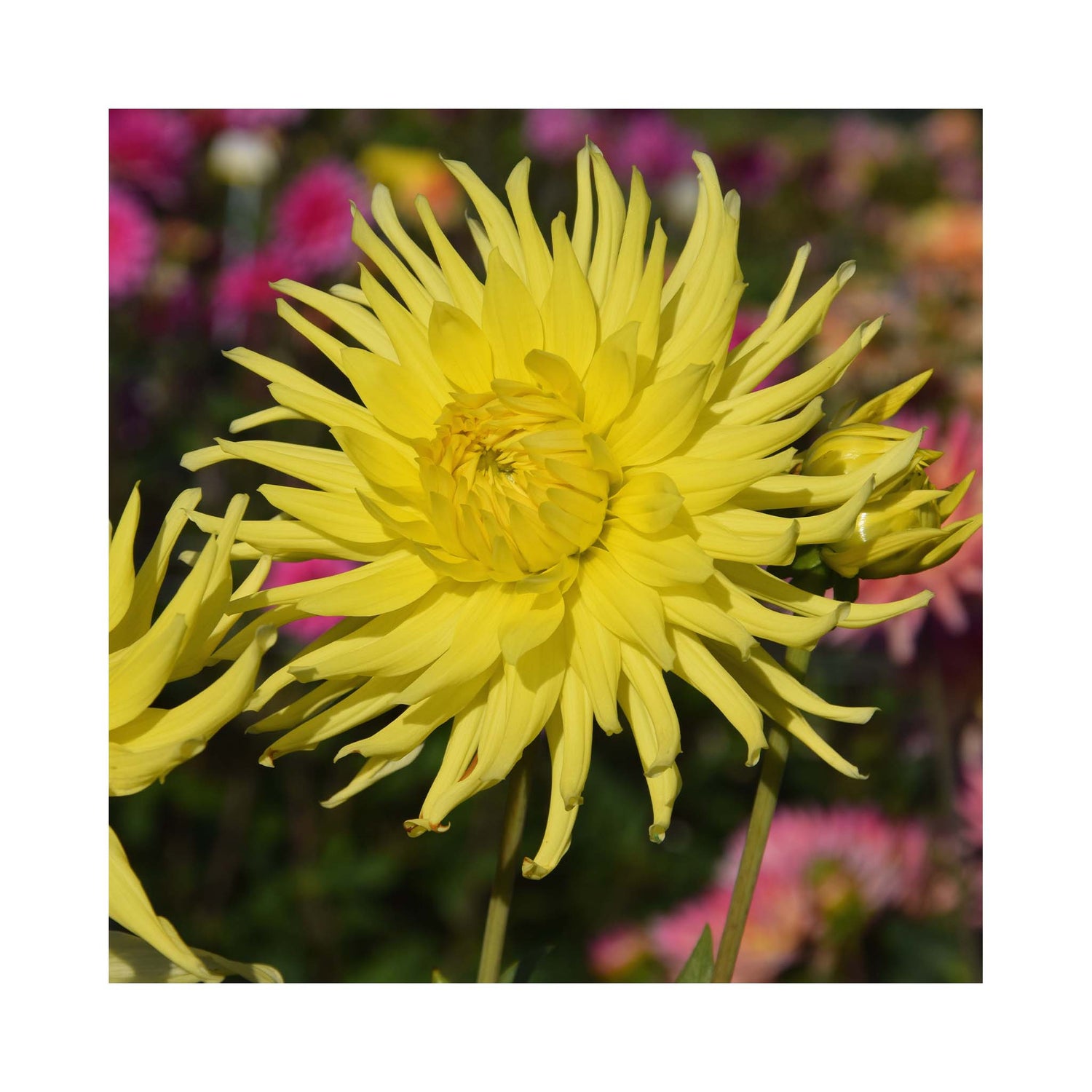 Striking sun yellow cactus Dahlia flower