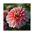 Two toned Dahlia flower with red/pink flowers with white tips