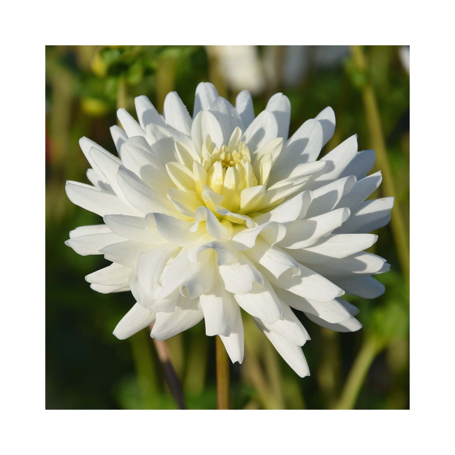 Pure white double Dahlia flower with light cream centre