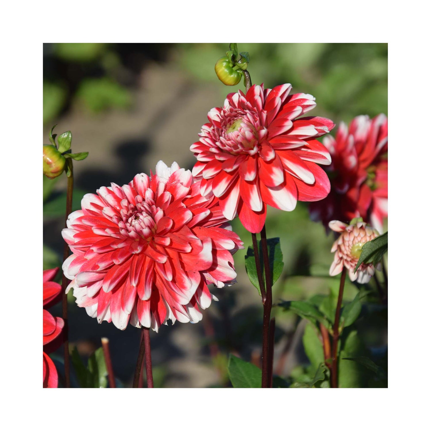 Two deep red dahlia flower with white tips to the petals