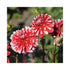 Two deep red dahlia flower with white tips to the petals