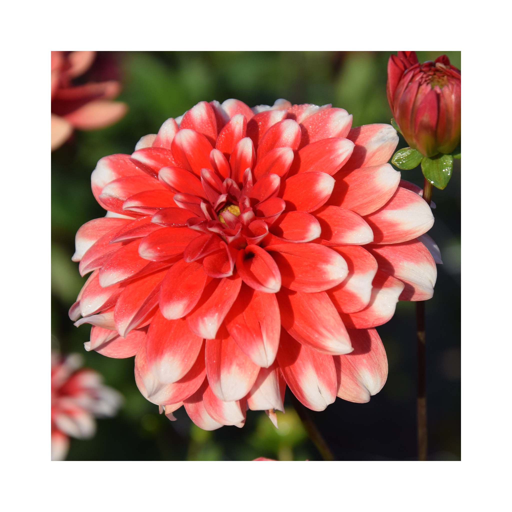 Orange to red blooms of Dahlia with white tips on petals