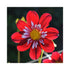 Dahlia flower with Maroon outer petals and white to purple inner petals.