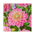 Double Dahlia flower with white petals with purple to violet stripes.