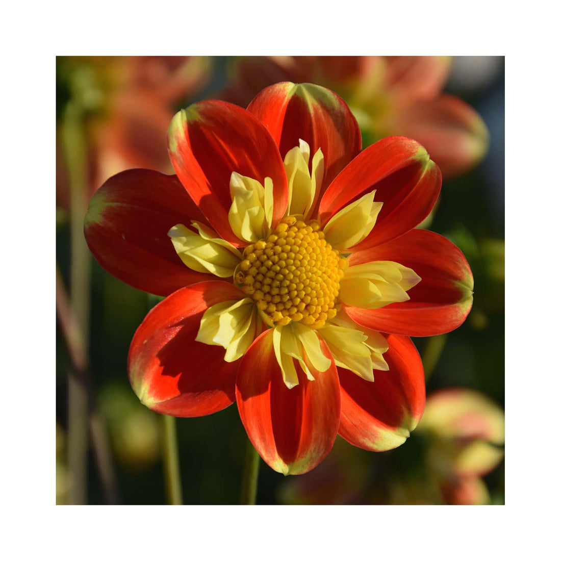 Bright contrasting orange and yellow flowers of a Dahlia