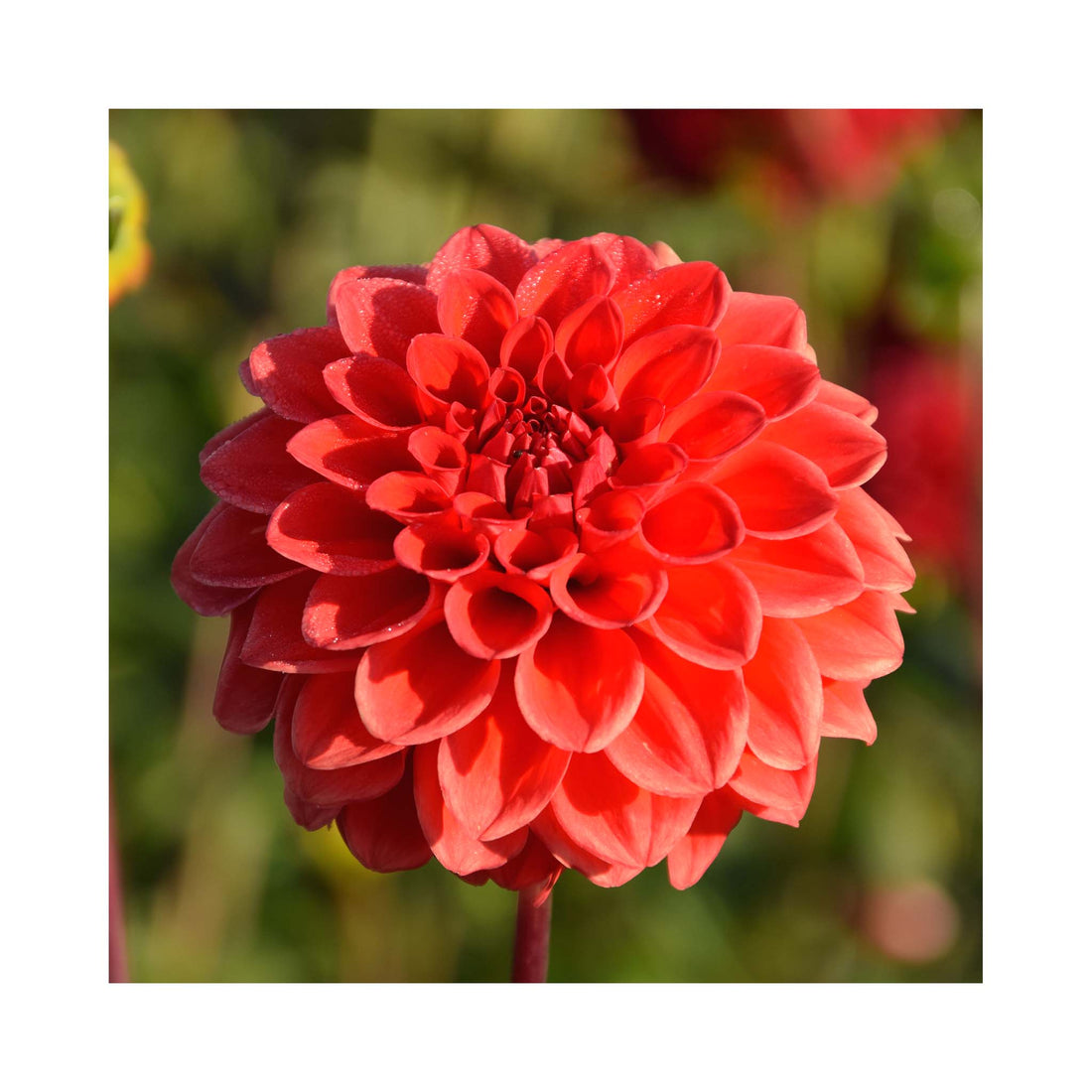 Orange red uniform flowers of Dahlia