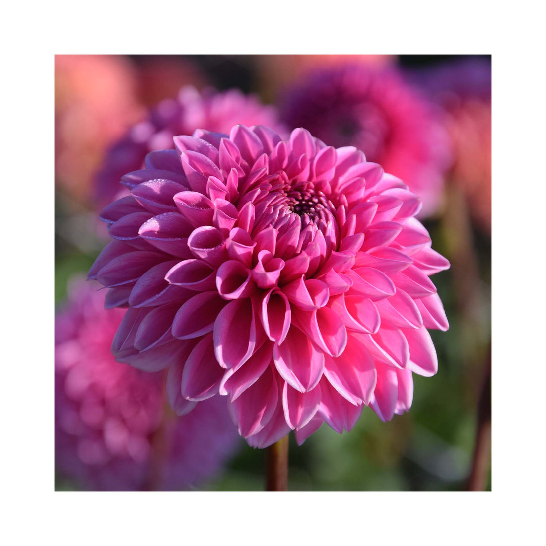 Double pink flowers of decorative group Dahlia