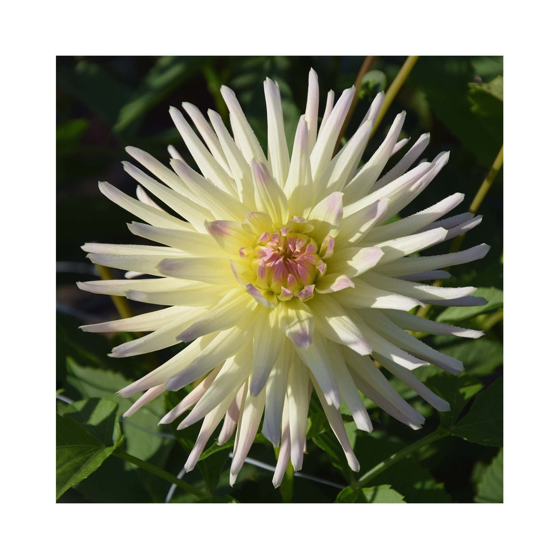 White Cactus flowering Dahlia with light lavender petal tips.