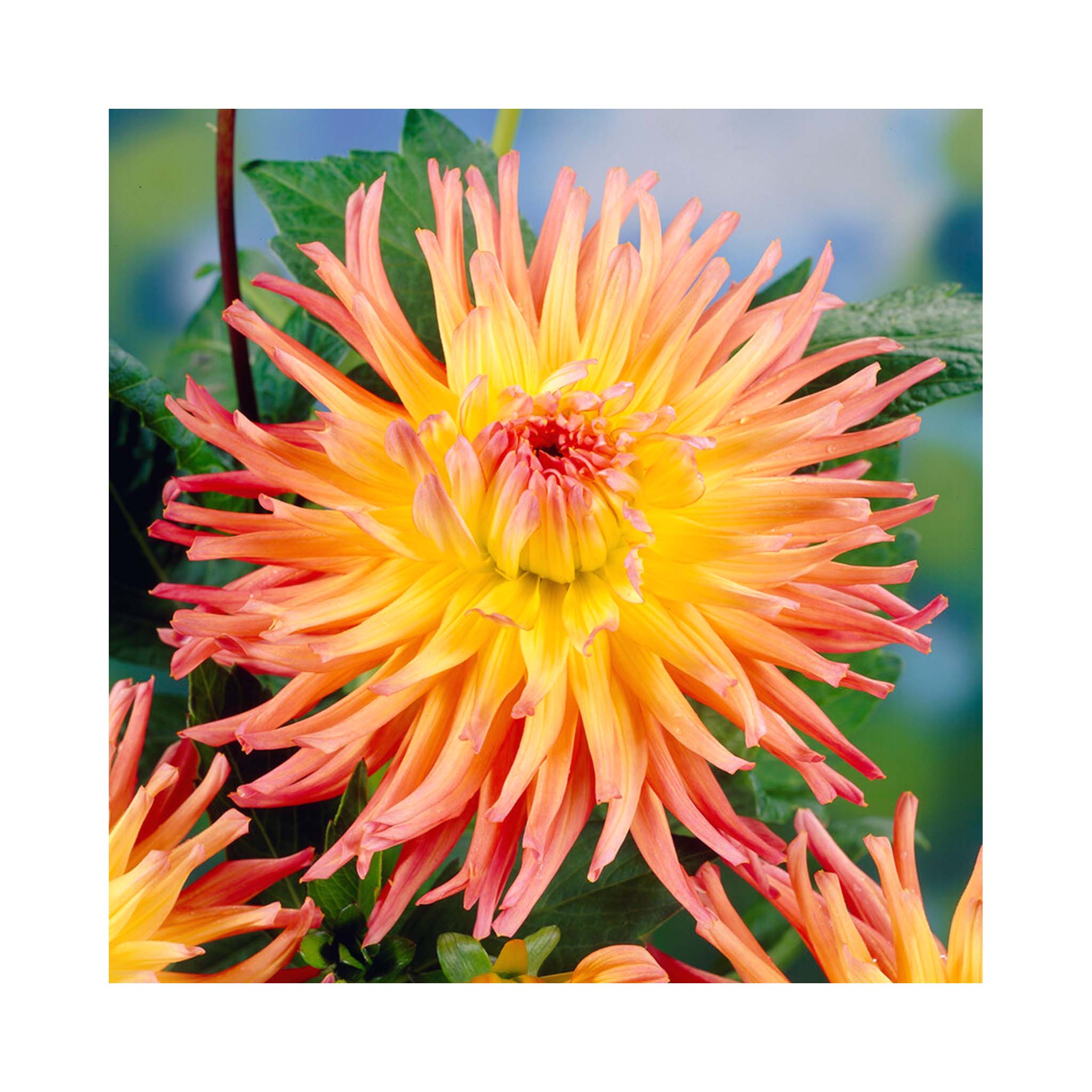 Yellow centre with orange outer Cactus Dahlia flower