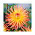 Yellow centre with orange outer Cactus Dahlia flower