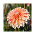 White, orange and red speckled double flowering Dahlia bloom