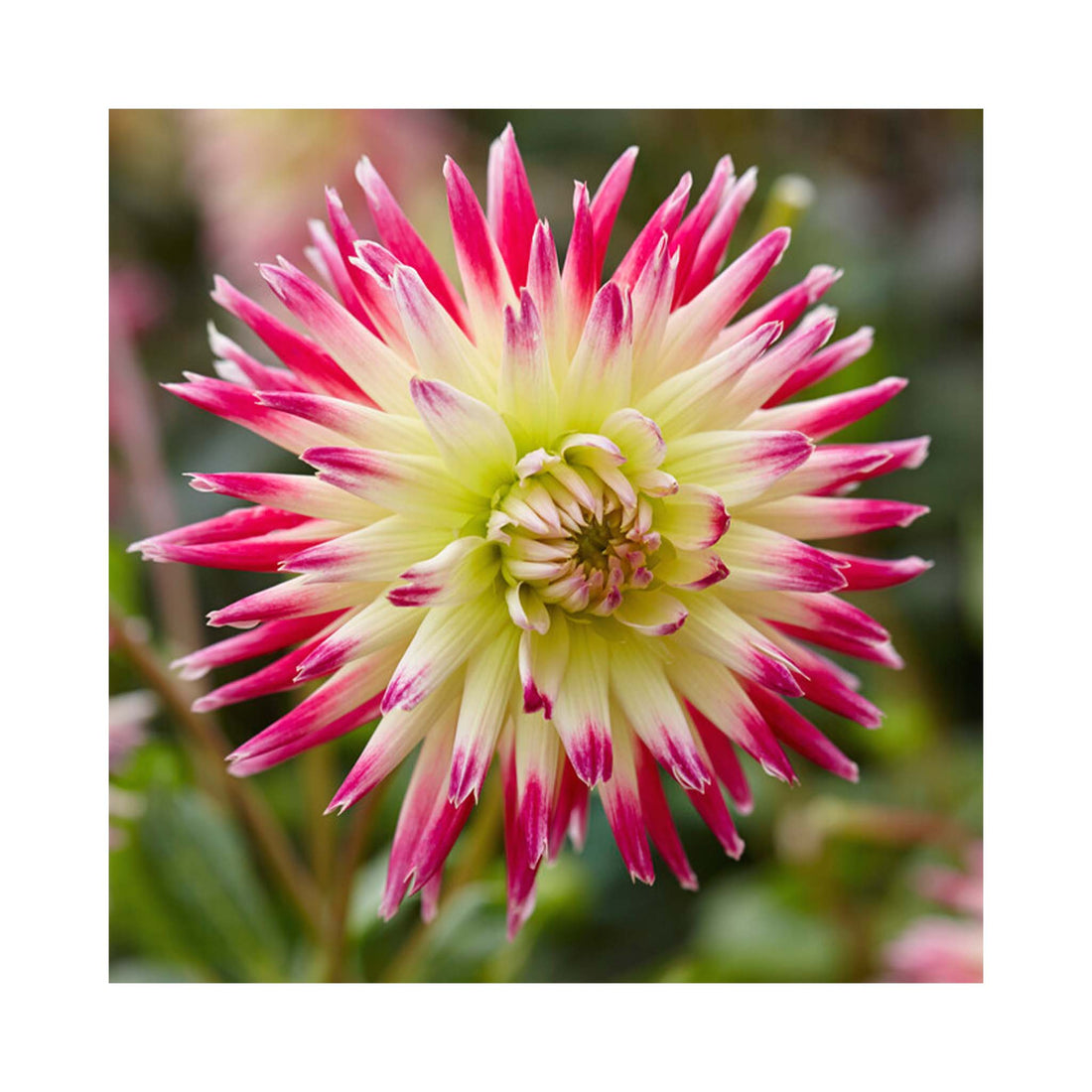 Bright multi colour Cactus Dahlia flower. Centre yellow to white with vibrant pink outer.