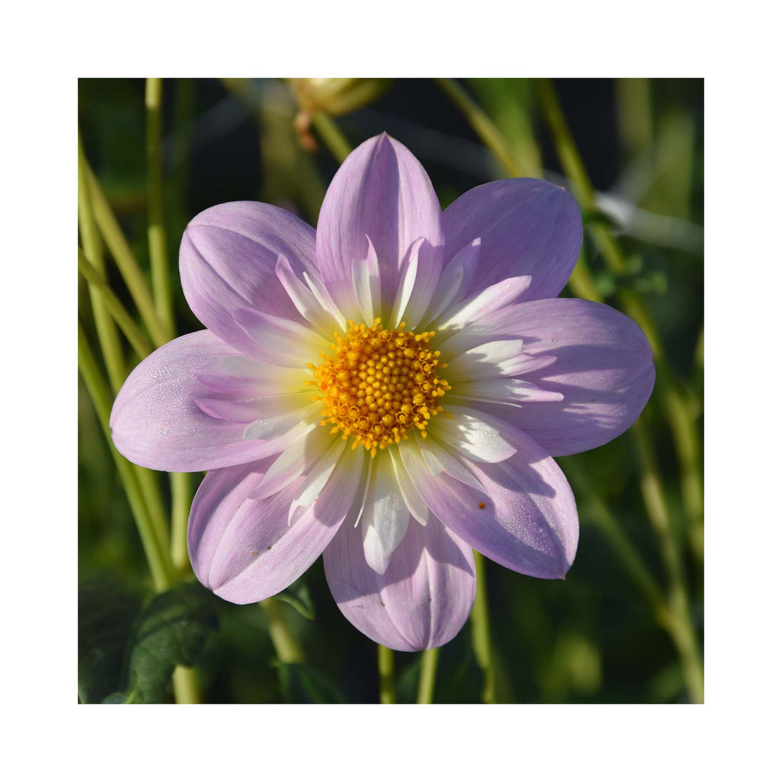 Delicate lavender and white Collarette Dahlia