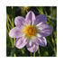 Delicate lavender and white Collarette Dahlia