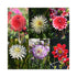 Collection of 6 different Dahlia flowers featuring Cactus, Anemone and Ball types