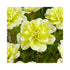 Bright yellow and white Dahlia flowers of waterlily type