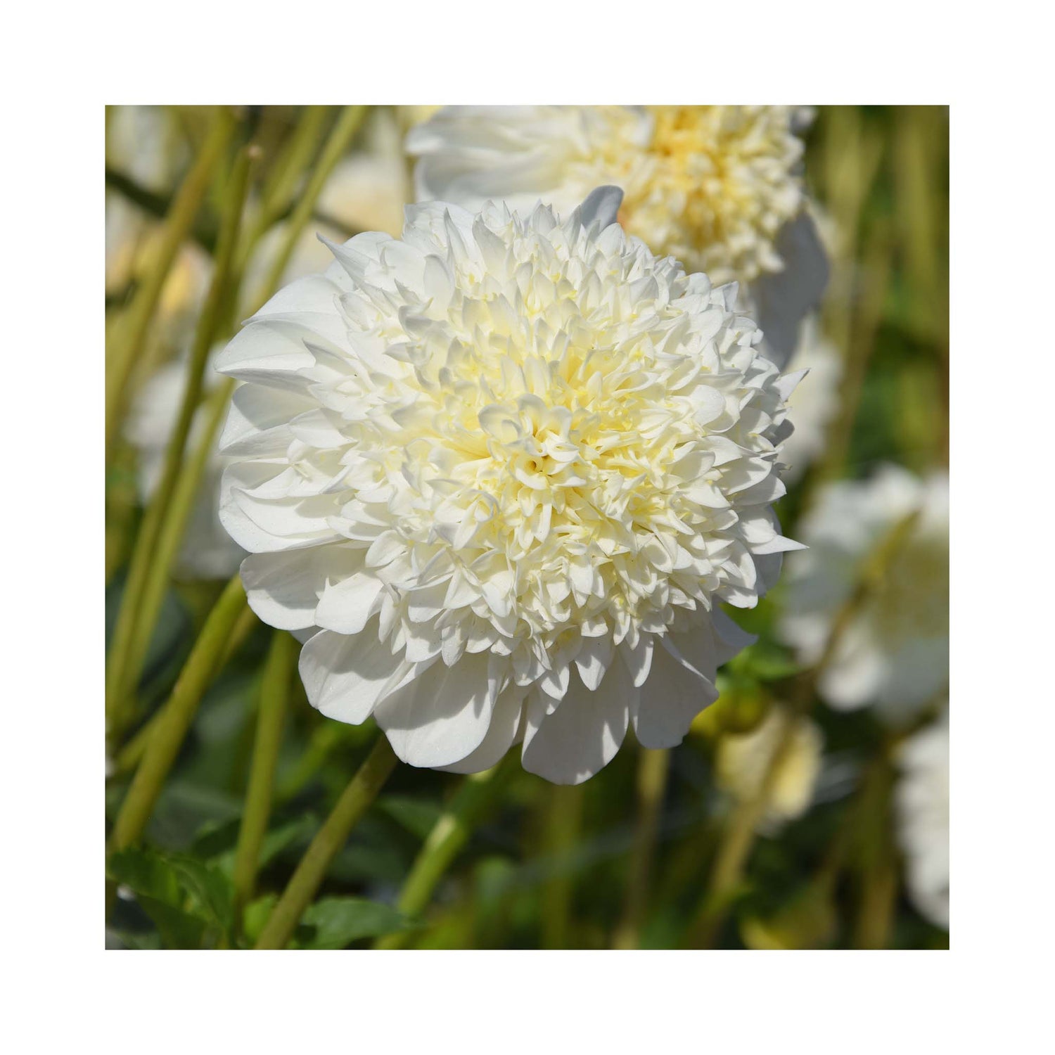 Bright white flowers of Anemone type Dahlia